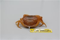 藏品(拉氏清溪蟹)的圖片